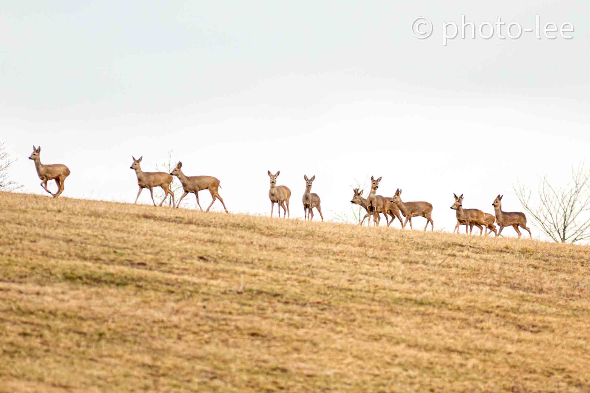 Eine Rehschule sprintet entlang am Feldrand